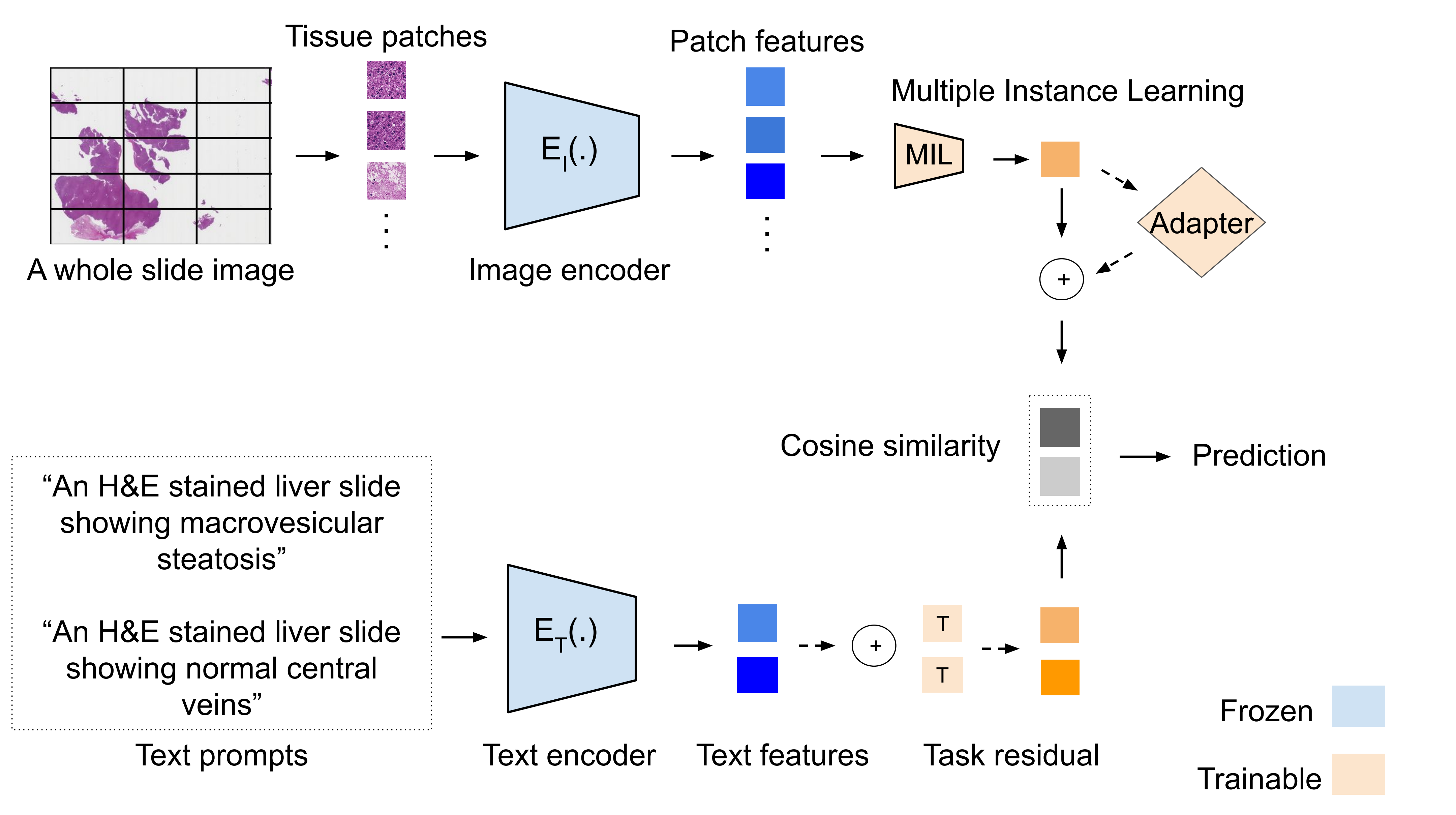 The supplied method figure shows image and text encoding, multiple instance learning, visual adaptation, task residuals, and slide-level prediction.