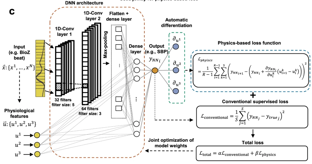 A neural network combines physiological features with supervised and physics-based training objectives.